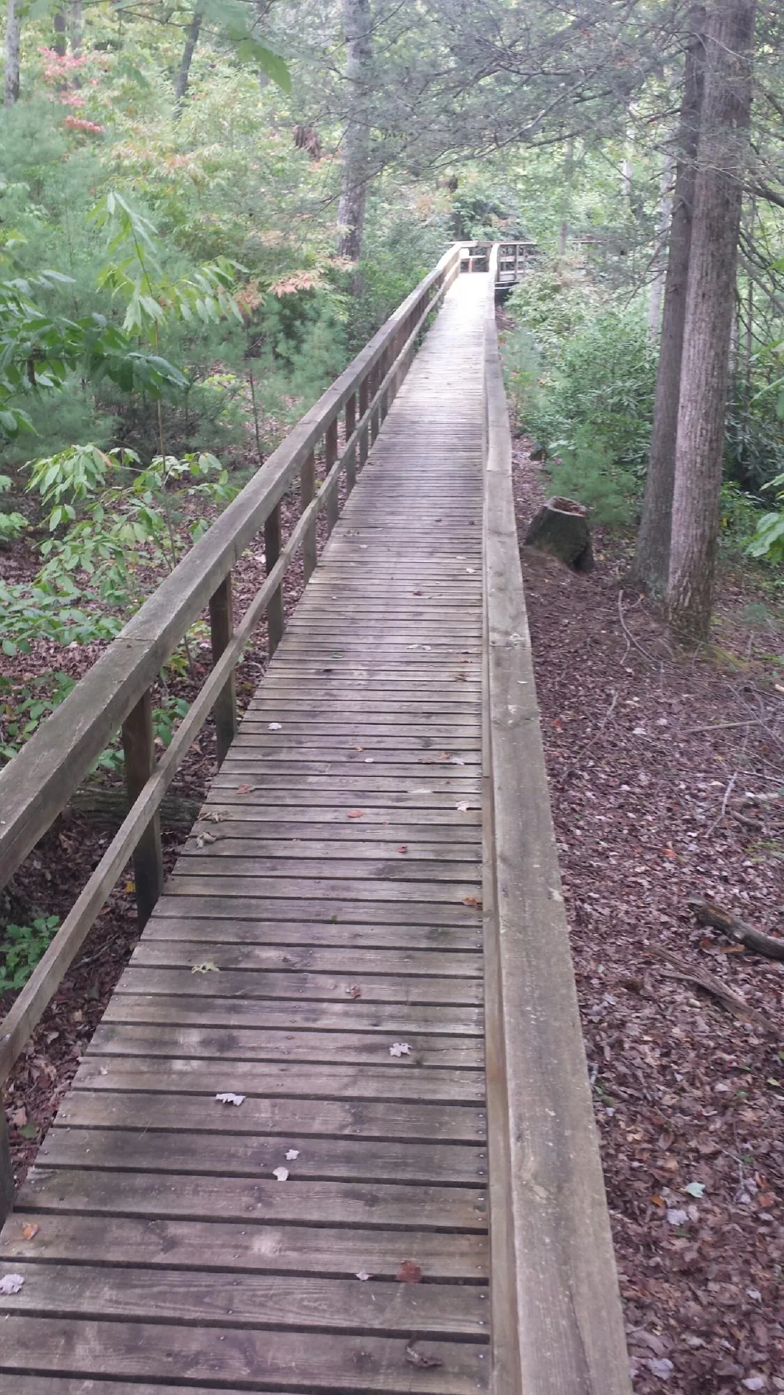 Long wood walkway with handrails built through the woods in Peoria